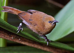 Rufous Wren