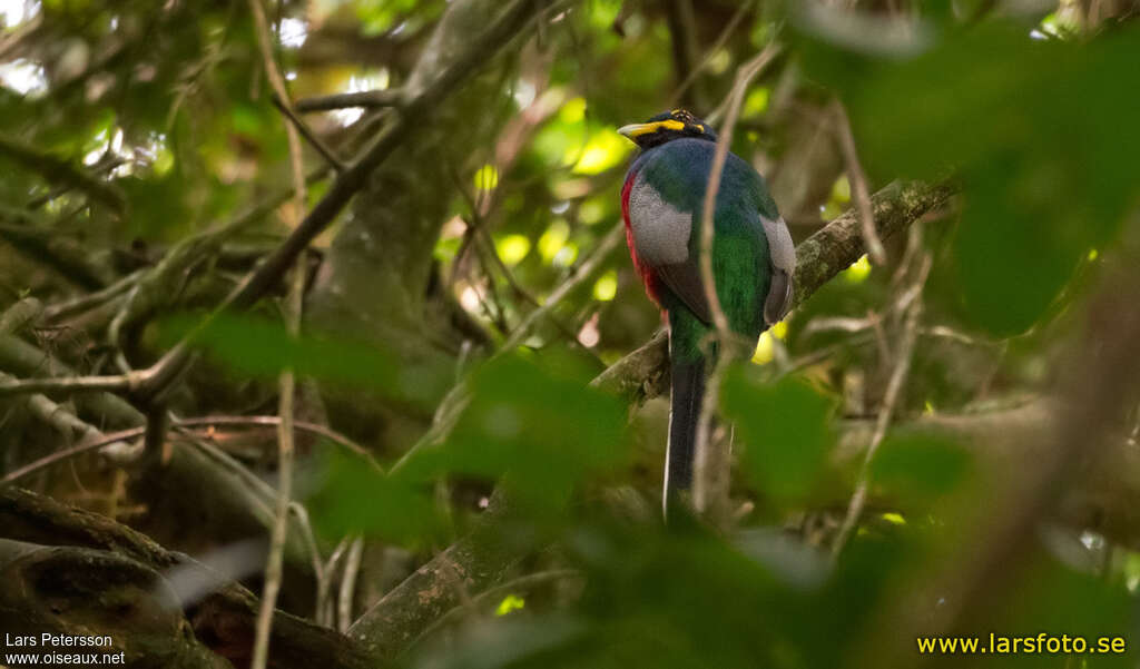 Trogon à joues jaunes