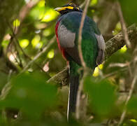 Bare-cheeked Trogon