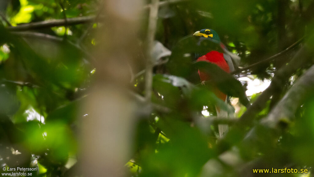 Trogon à joues jaunes