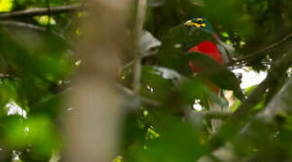 Bare-cheeked Trogon