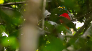 Trogon à joues jaunes