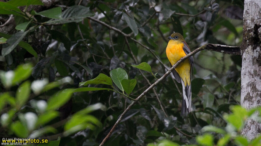 Trogon à poitrine jaune