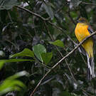 Trogon à poitrine jaune