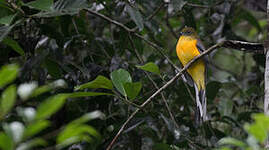 Trogon à poitrine jaune