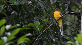 Orange-breasted Trogon