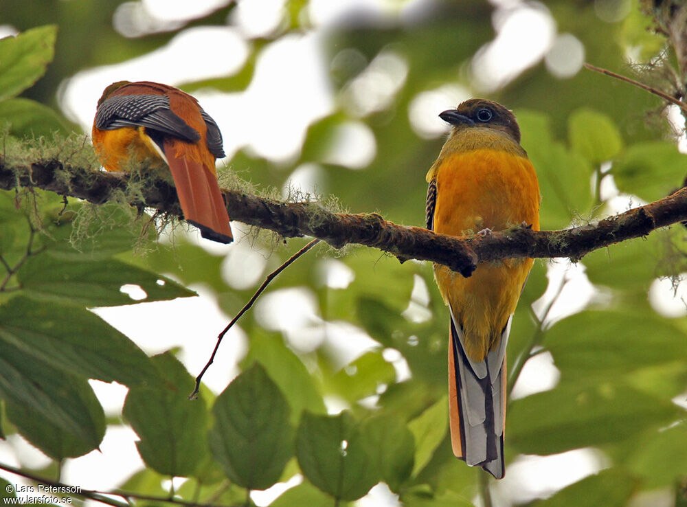 Trogon à poitrine jaune