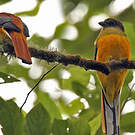 Trogon à poitrine jaune