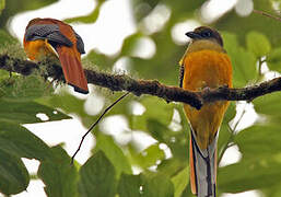 Orange-breasted Trogon