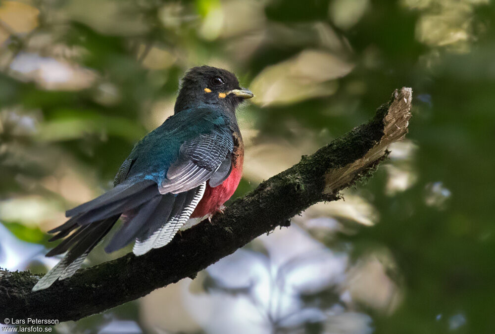 Bar-tailed Trogon