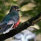 Trogon à queue barrée