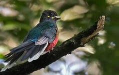 Trogon à queue barrée