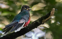 Trogon à queue barrée