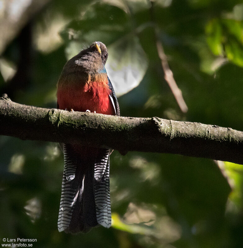 Trogon à queue barrée