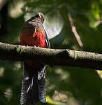 Trogon à queue barrée