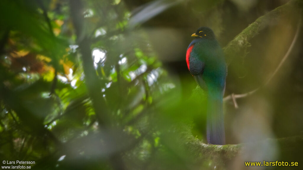 Trogon à queue barrée