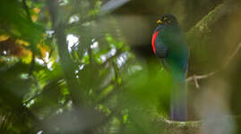 Trogon à queue barrée