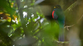 Trogon à queue barrée