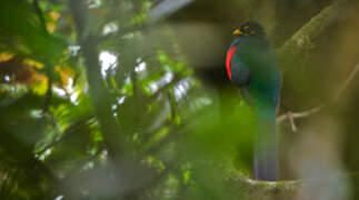 Trogon à queue barrée