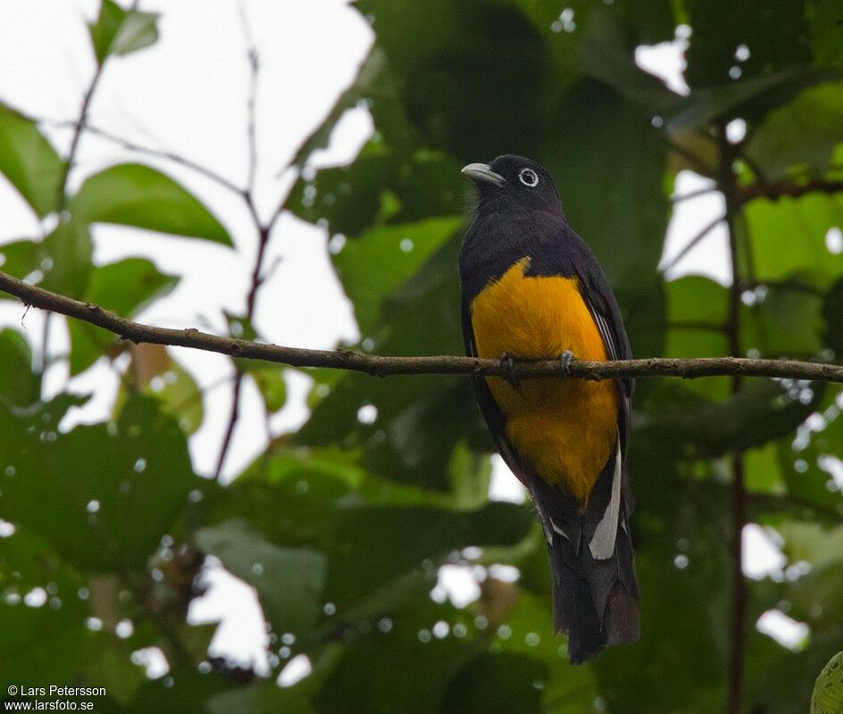 Green-backed Trogon