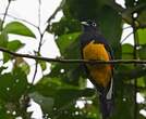 Trogon à queue blanche