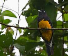 Green-backed Trogon