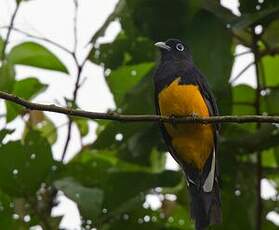 Trogon à queue blanche