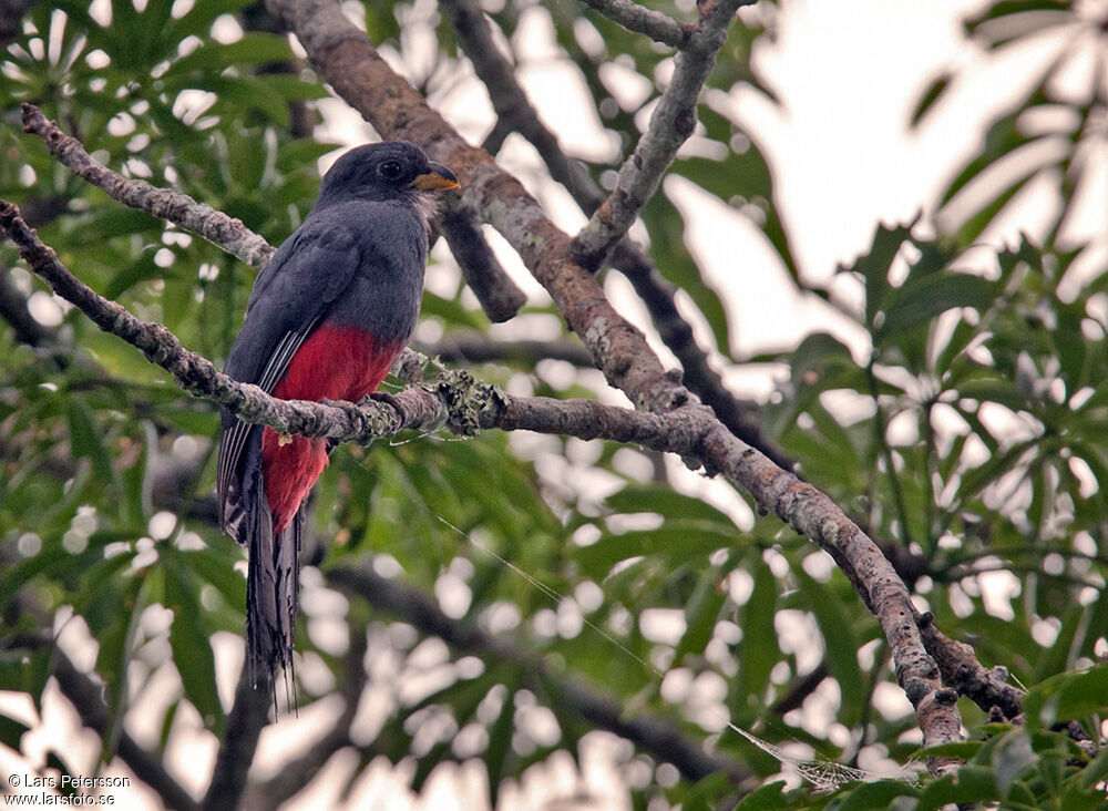 Trogon à queue noire