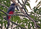 Trogon à queue noire