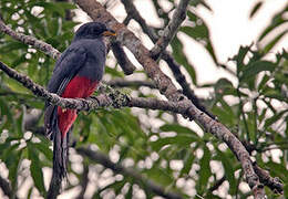 Black-tailed Trogon