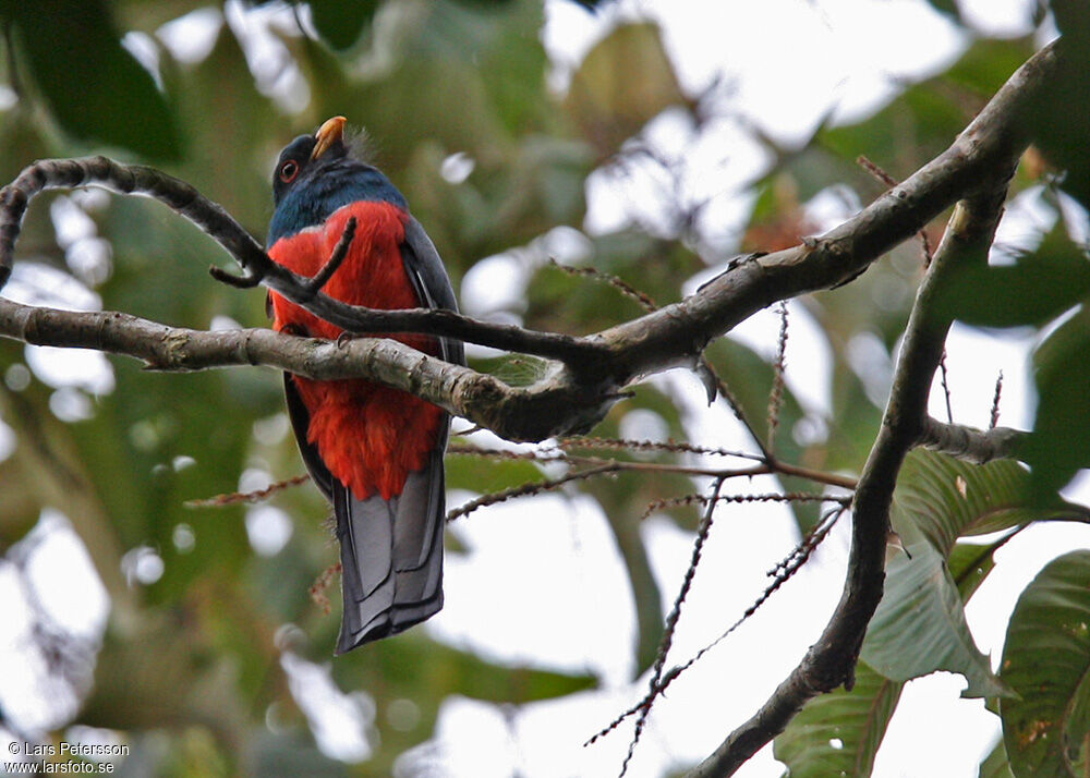 Black-tailed Trogon