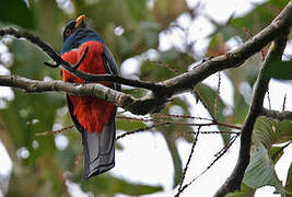 Trogon à queue noire