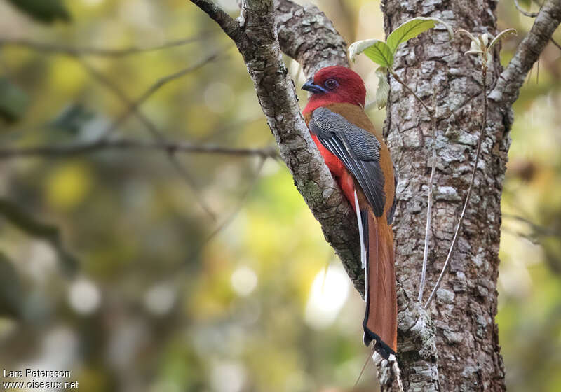 Red-headed Trogon male adult