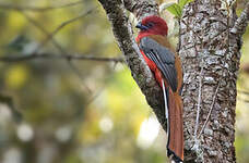 Trogon à tête rouge