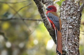 Red-headed Trogon