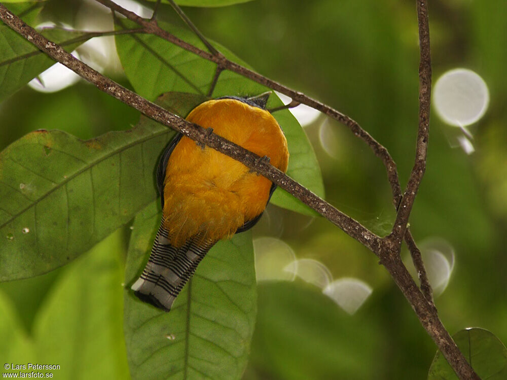 Black-throated Trogon