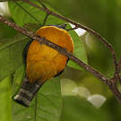 Trogon aurore