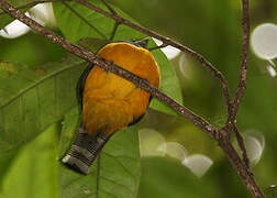 Amazonian Black-throated Trogon