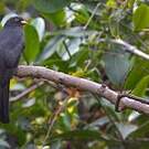 Trogon d'Équateur