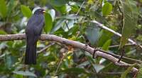 Trogon d'Équateur