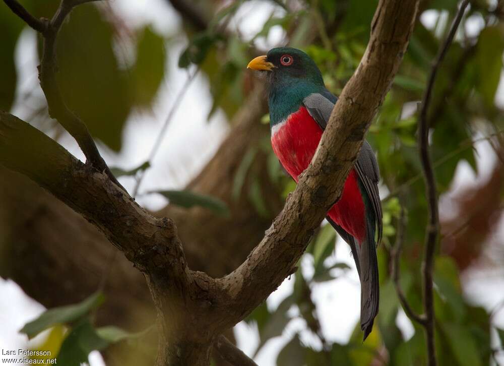 Trogon d'Ãquateur mâle, adulte, identification