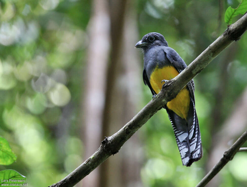 White-tailed Trogon female adult, identification