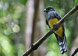 Trogon de Panama