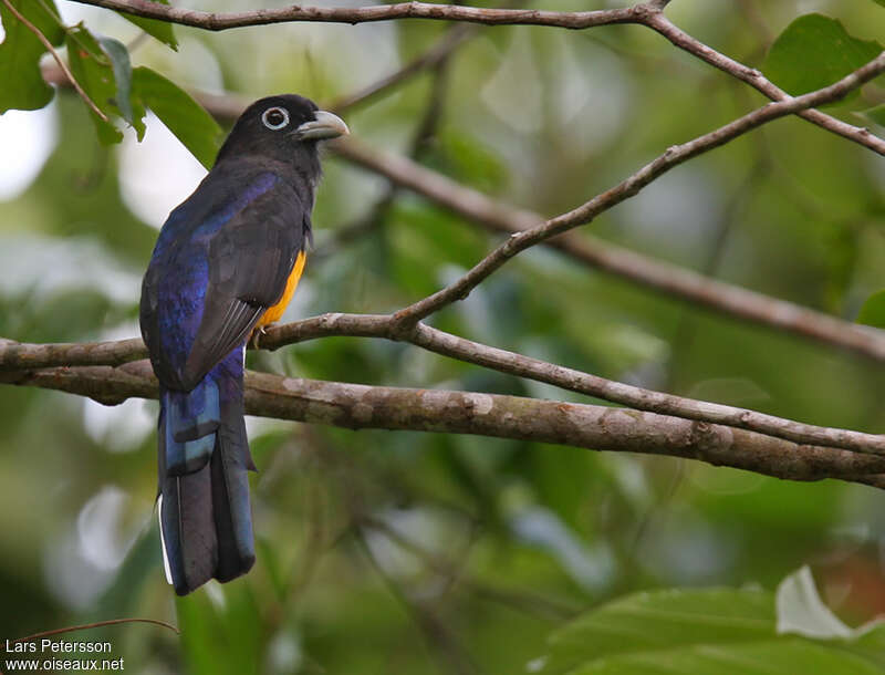 White-tailed Trogon male adult, moulting, pigmentation
