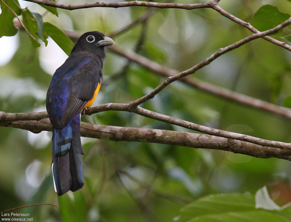 White-tailed Trogon male adult, moulting, pigmentation
