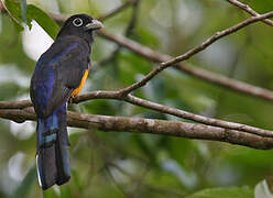 White-tailed Trogon