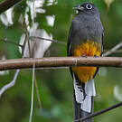 Trogon de Panama