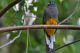 Trogon de Panama