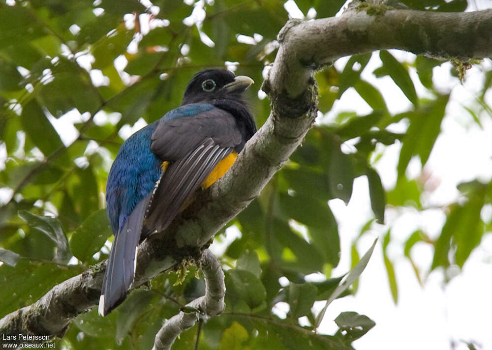 Trogon de Panama mâle adulte, habitat, pigmentation, Comportement