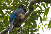 Trogon de Panama